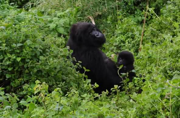 Gorilla mit Baby im Virunga Park